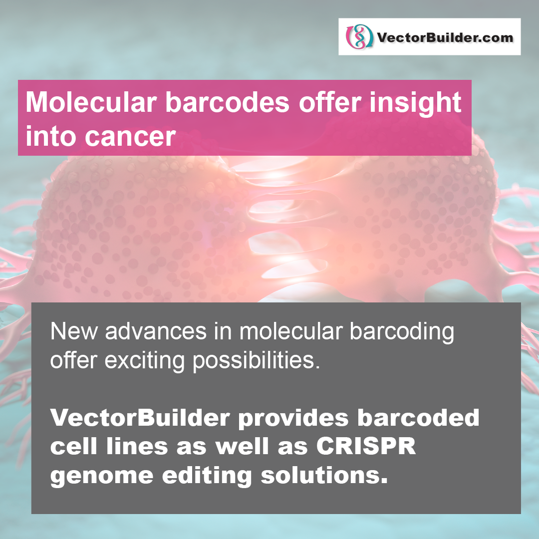 Molecular barcodes offer insight into cancer